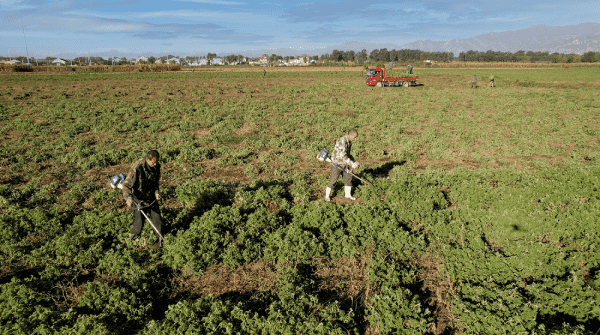河北易縣香草基地