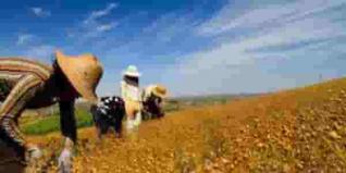 香草產(chǎn)業(yè)輻射周邊增就業(yè)，大山里蹚出芳香致富路