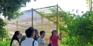 香草產(chǎn)業(yè)給深山溝帶去發(fā)展生機