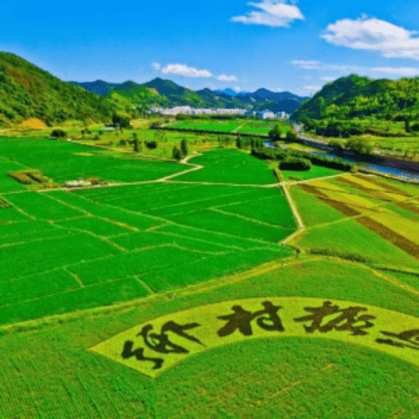 國家發(fā)改委：2022年中央財(cái)政銜接推進(jìn)鄉(xiāng)村振興補(bǔ)助資金增至1650億元